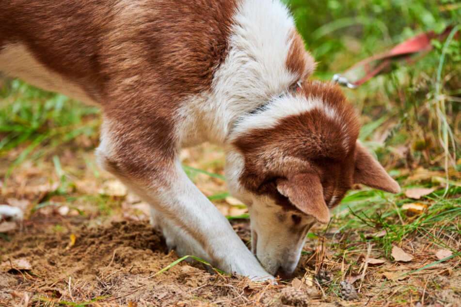 dog eat dirt
