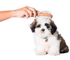 best pet grooming service provider