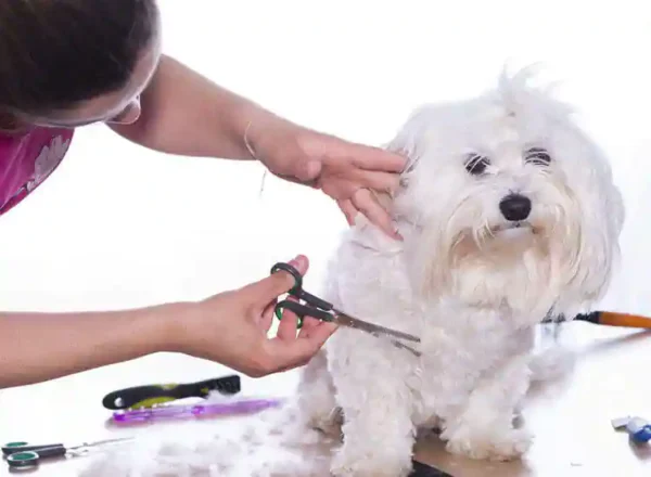 Pet grooming service provider